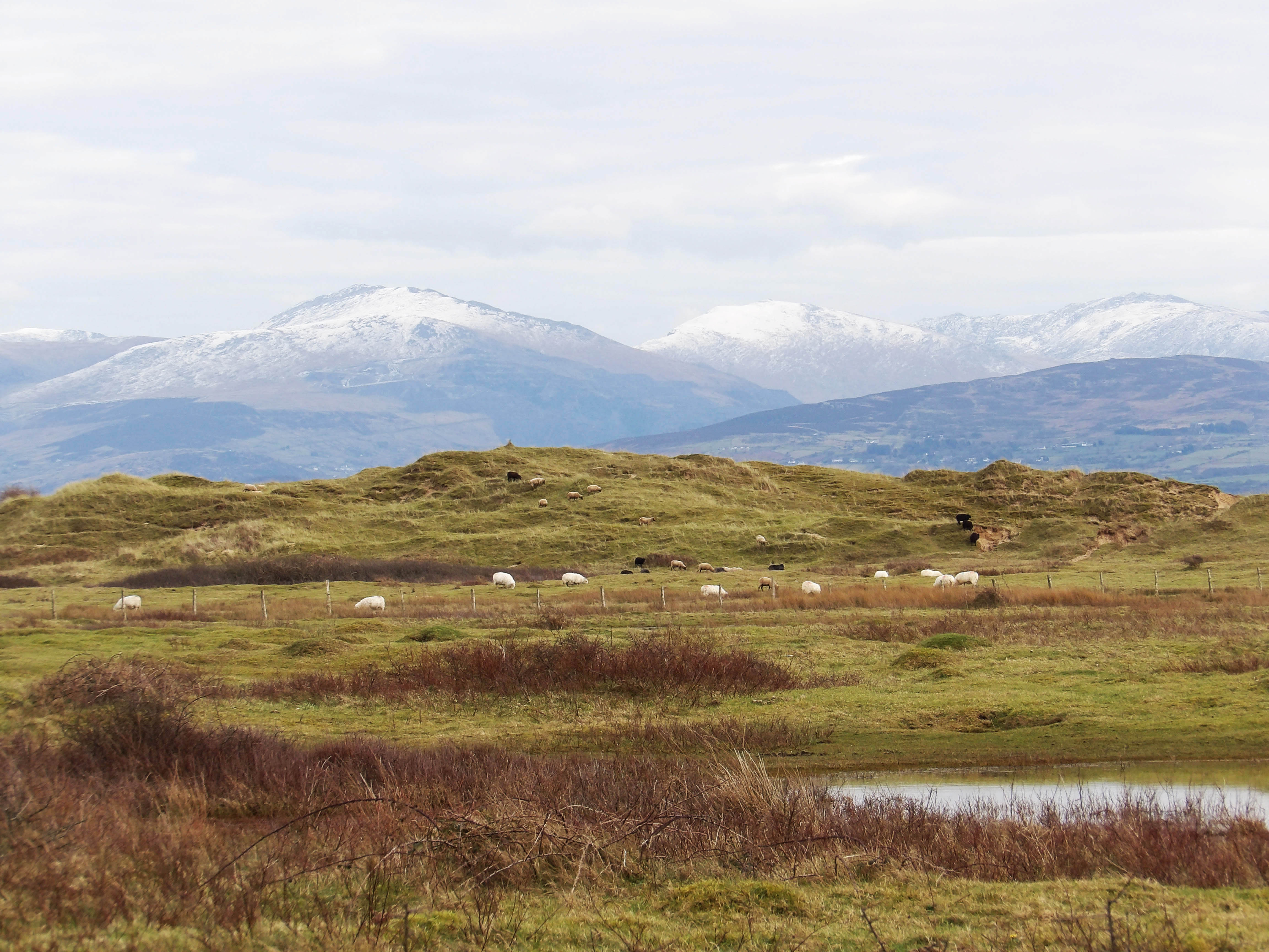 Newborough1